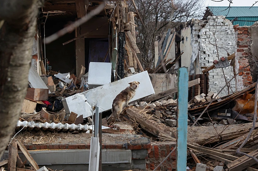 כלב ליד הריסות מבנה בצ'רניהיב, אוקראינה