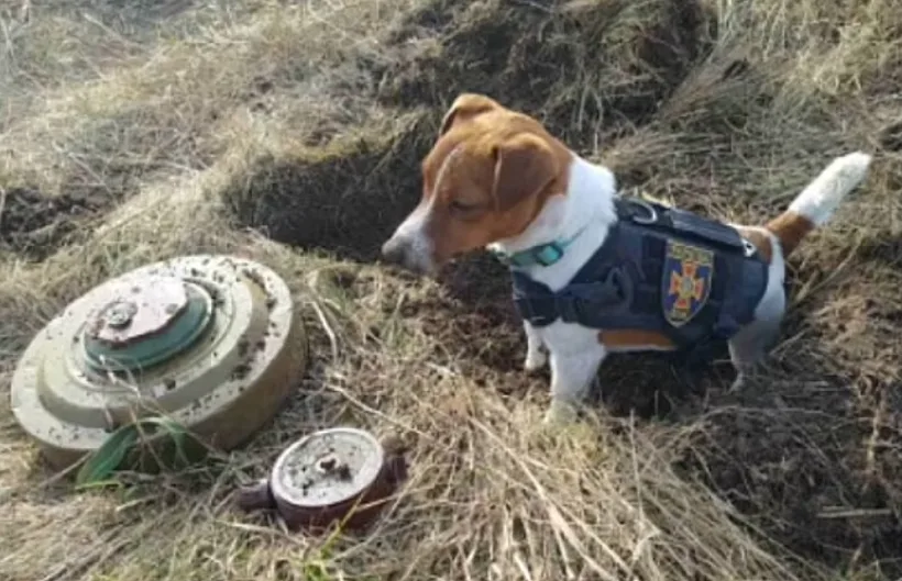 הג'ק ראסל שהתגייס לכוחות אוקראינה לפינוי מוקשים