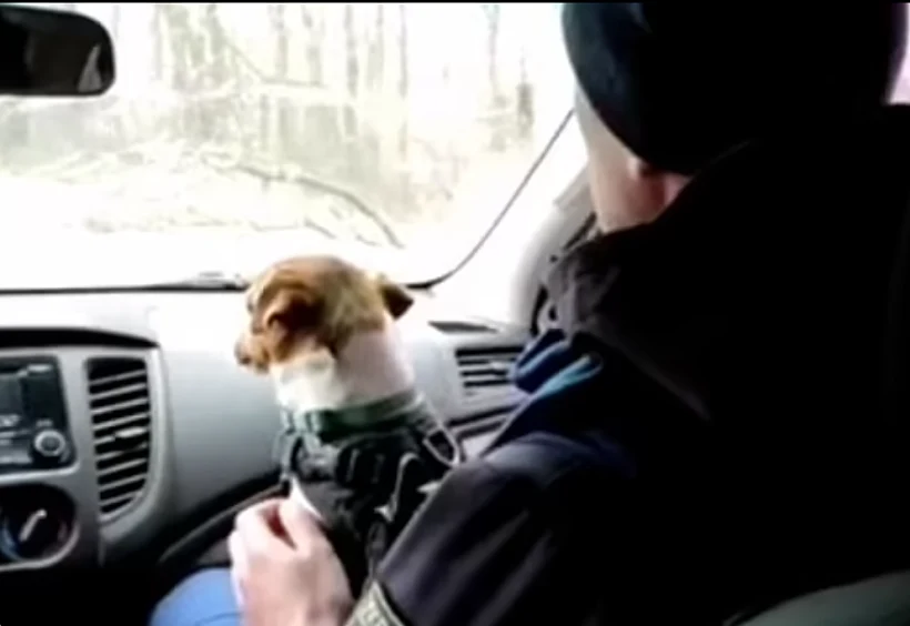 הג'ק ראסל שהתגייס לכוחות אוקראינה לפינוי מוקשים