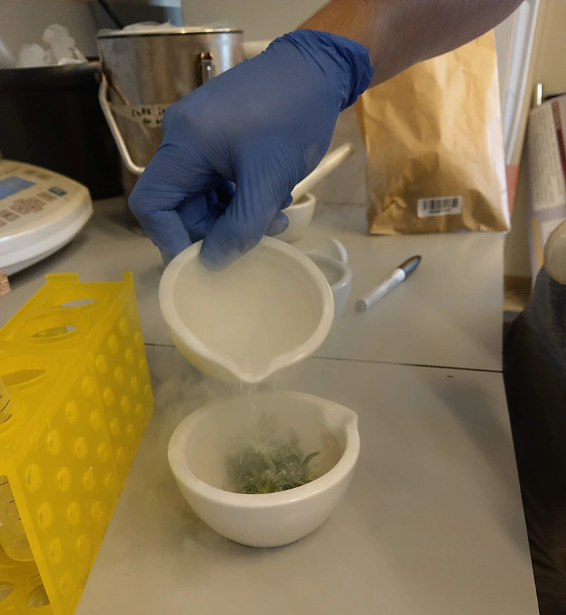 יום הקנאביס הבינלאומי - במעבדות המחקר