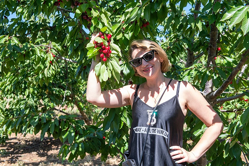 קטיף דובדבנים בקיבוץ עין זיוון