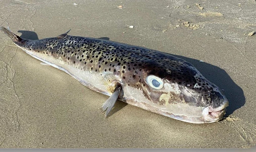 דג האבו נפחא