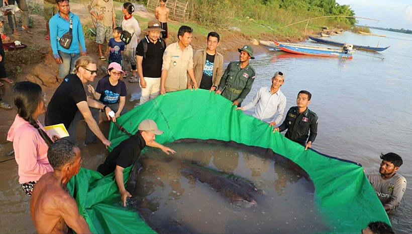 דג המים המתוקים הגדול בעולם