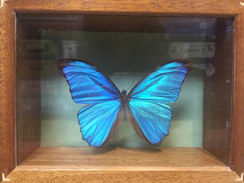 חדר הפלאות. צילום: לירון אלעד