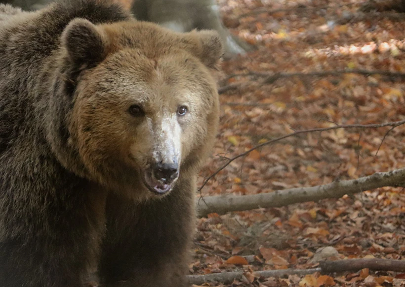דב במקלט הדובים. צילום: ינינה זלסלבסקי אפק