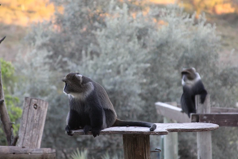 מקלט הקופים- צילום פיטר נוך