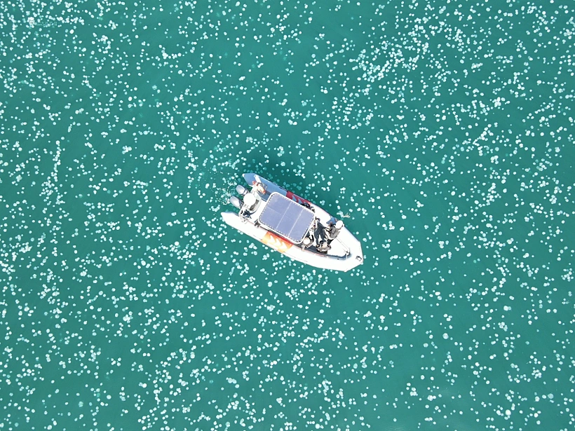 ''ים של מדוזות'': נחיל הענק שתועד במפרץ חיפה