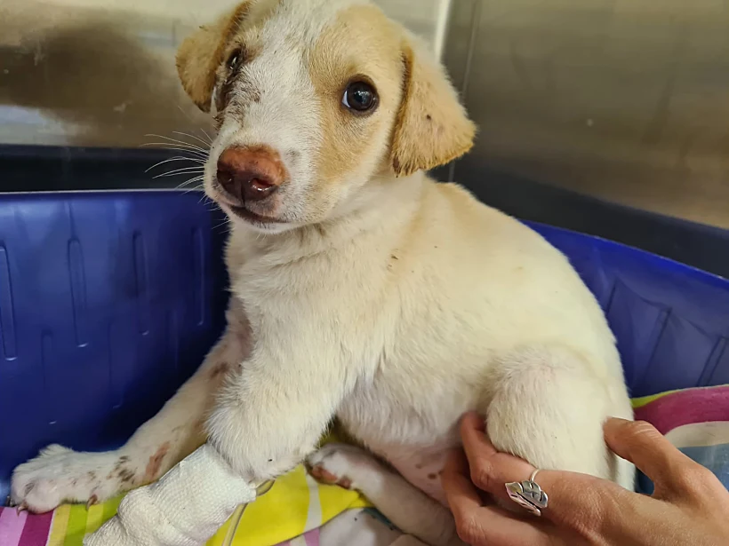 גורי הכלבים שהושלכו בתוך שקית בנגב
