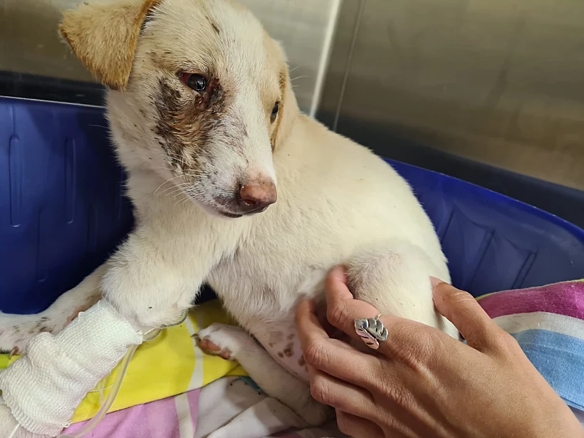 גורי הכלבים שהושלכו בתוך שקית בנגב