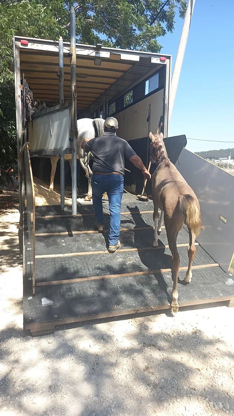 מבצע פשיעה המתנהל בעיר עכו העתיקה