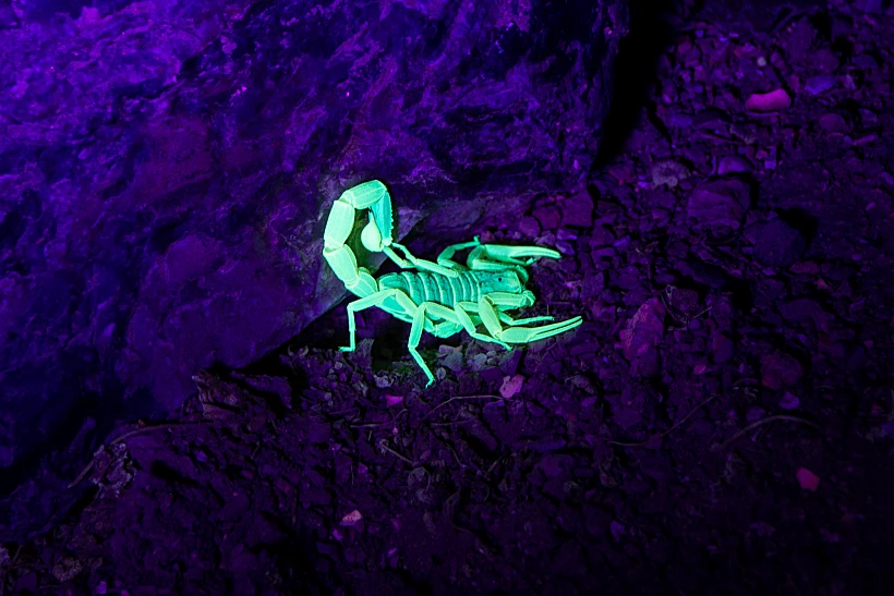 נוקדים עם עקרבים. באדיבות כפר הנוקדים.