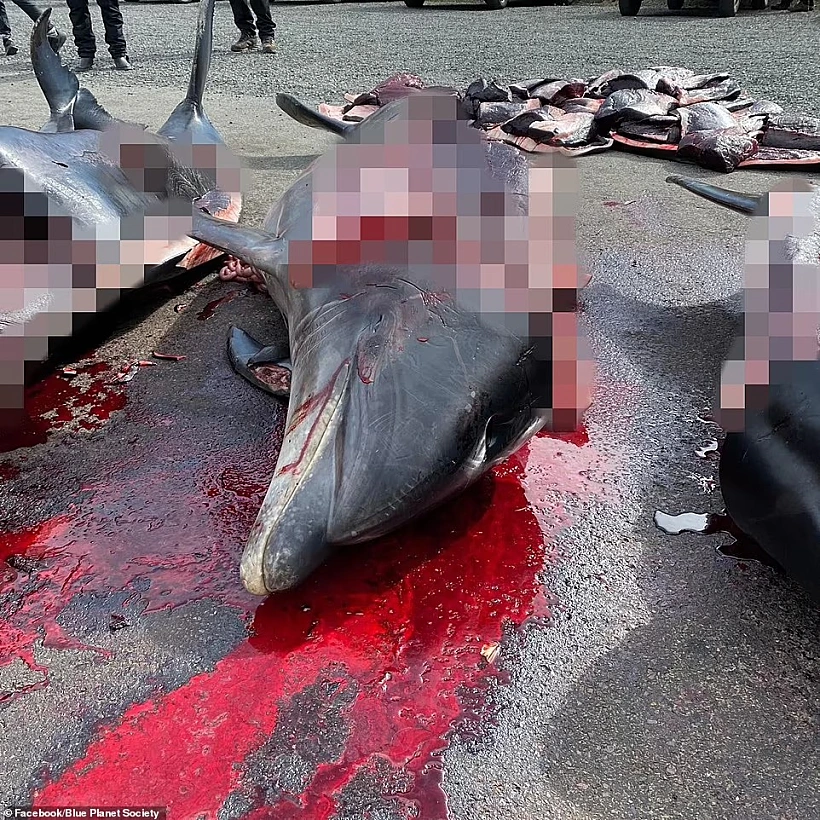 גופות הדולפינים בחופי איי פארו