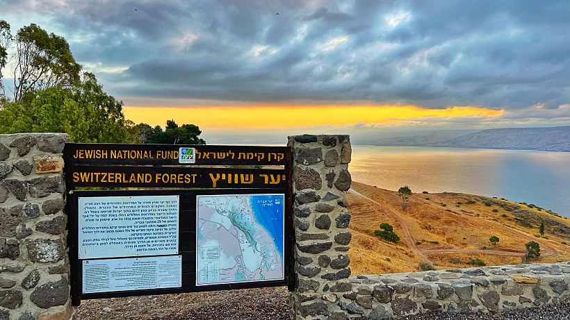 יער שוויץ. צילום: יפעת חן כהן