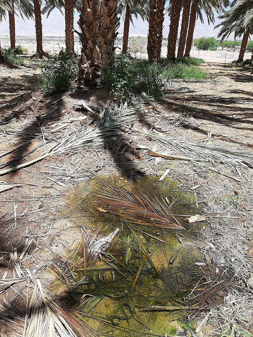 אילוסטרציה - מטע תמרים בסמוך לאילות בשנת 2020