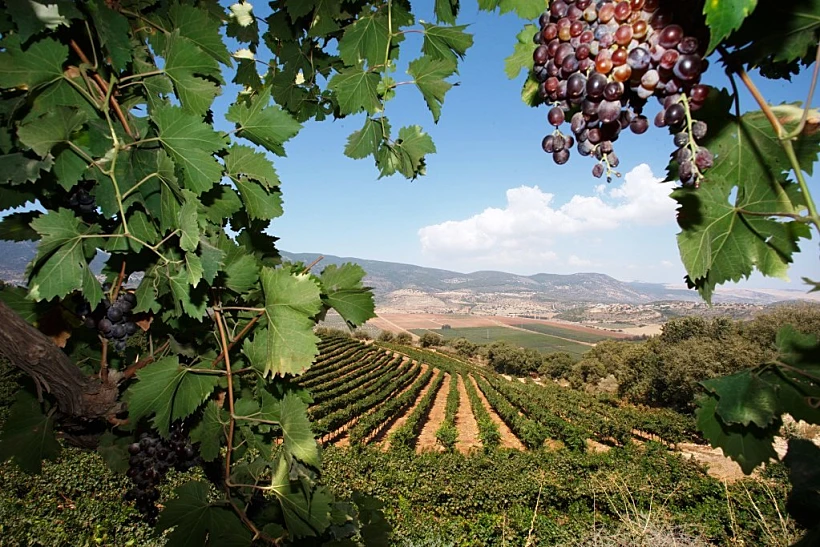 בין הכרמים צילום ג'יני