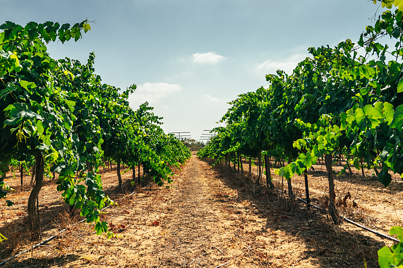 מושב קדש ברנע-יקב רמת נגב-טבע-חקלאות-כרם ענבים-קרדיט דניאל בר(1)