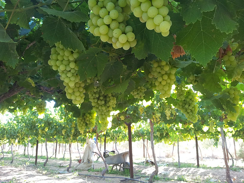 יקב תושיה – באר מילכה. צילום: גל תושיה