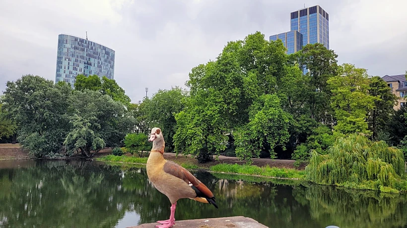 דיסלדורף עיר ירוקה, נעימה ונוחה