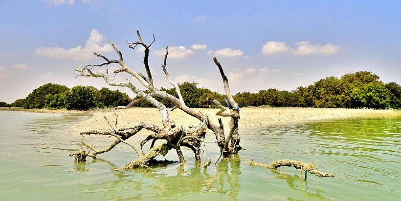 Dead,tree,in,al,khor,mangroves, ,al,khor,,qatar