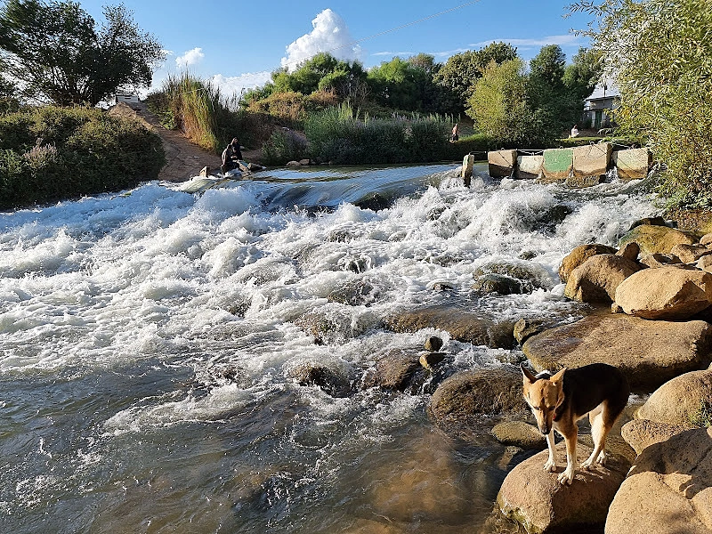 טיולים עם כלבים. טיילת עמי. צילום: עינב לנדאו
