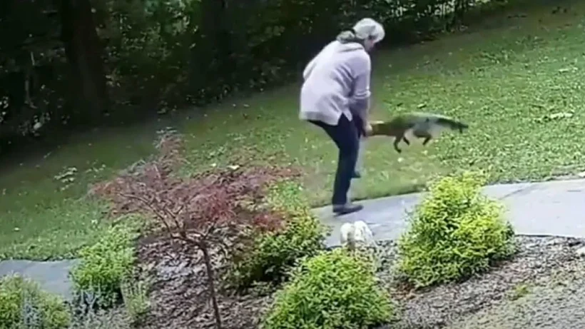 אישה הותקפה על ידי שועל מוכה כלבת בניו יורק