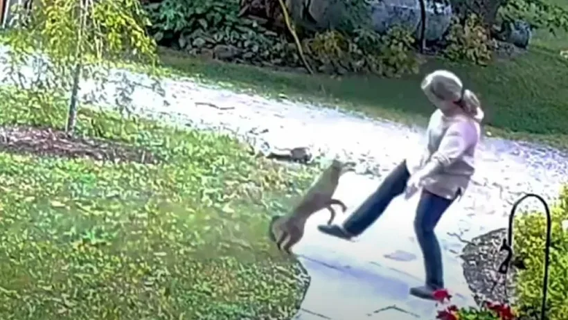 אישה הותקפה על ידי שועל מוכה כלבת בניו יורק