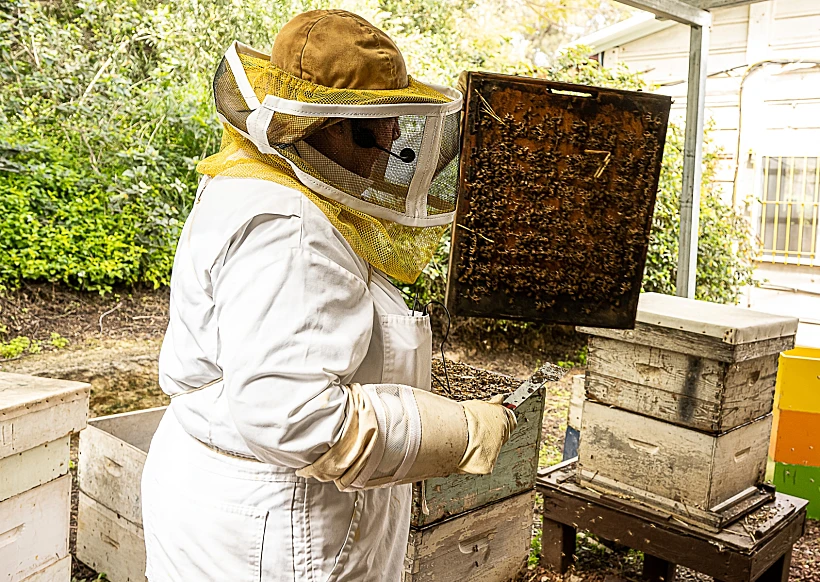 בית הדבש והדבורה - תיירות יד מרדכי