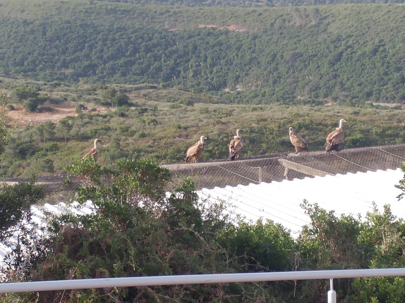 נשרים חי בר כרמל דניאל כהן