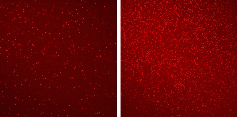 דפוסים אפיגנטיים שונים באנשים בריאים (משמאל) ובאנשים עם סרטן המעי (מימין), כפי שנחשפו באמצעות דגימות דם