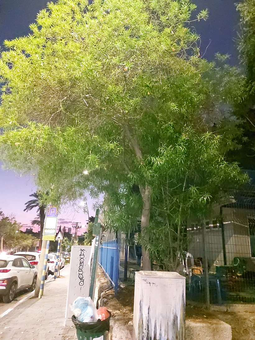 תבטיה הרדופית, העץ שפירותיו רעילים