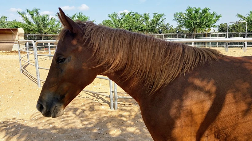 ארץ הצבי. צילום: עינב לנדאו