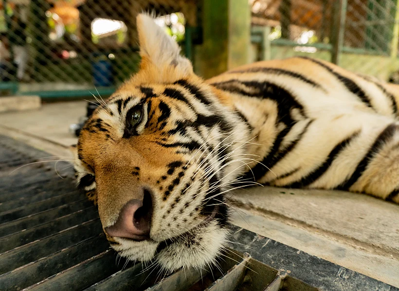 Caged,bengal,tiger,in,thailand.,tigers,are,a,popular,tourist