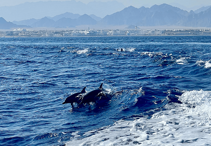 מיצרי טיראן דולפינים