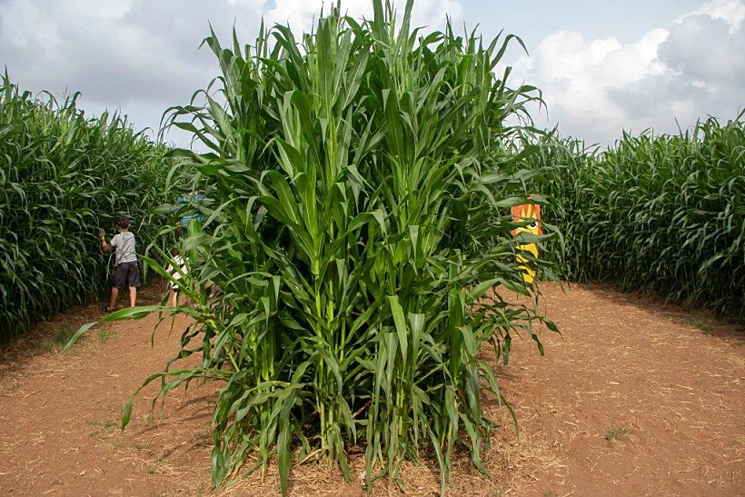 קלחים ומבוכים - גם בראש הנקרה וגם בהוד השרון