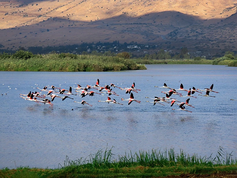 אגמון החולה. צילום: ענבר שלומית רובין