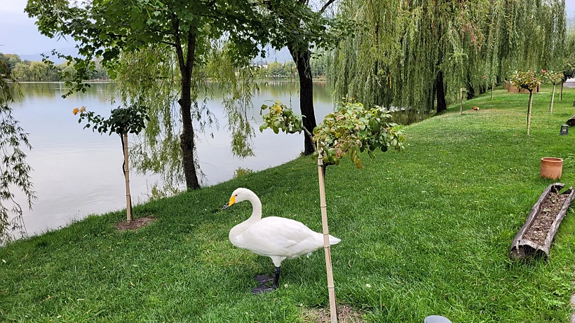 יש גם ברבורים. צילום: מיכל בן ארי מנור