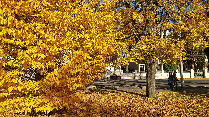 כל הגן הפך זהב. צילום: מיכל בן ארי מנור