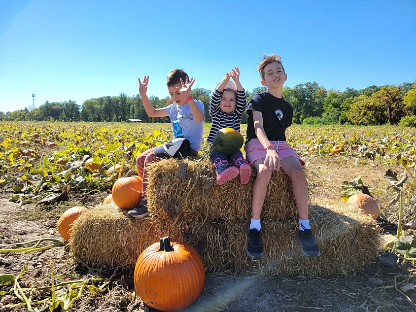 דלעות בשיקגו