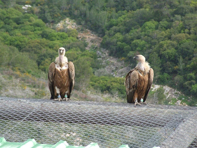 נשרים בחי בר כרמל – אייל שפירא
