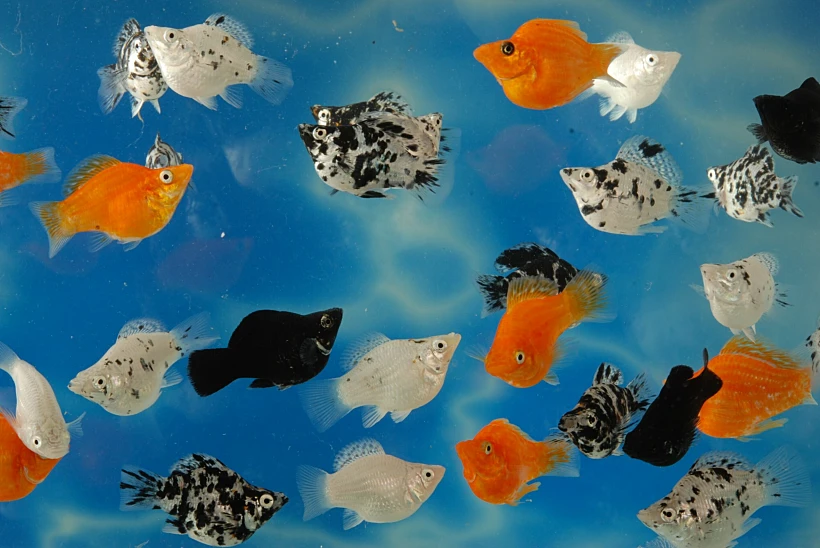 חוות סיגל- צילום פרדי נפתלי