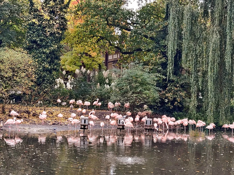 ארטיס אמסטרדם