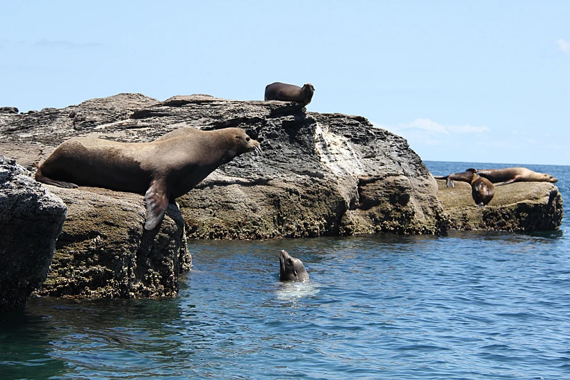 לורטו מקסיקו. צילום: מתן הירש