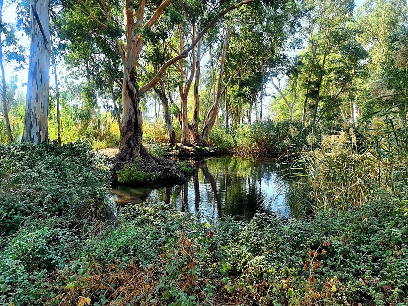 עין צנובר. צילם: תקשורות - יעל שביט