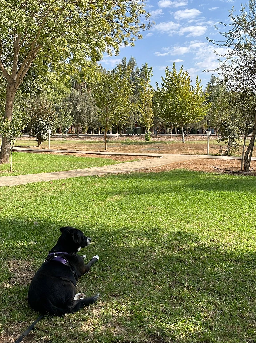 שון נהנה מהשמש הסתוית בחצר הבקתה במלון וילג' מטיילים