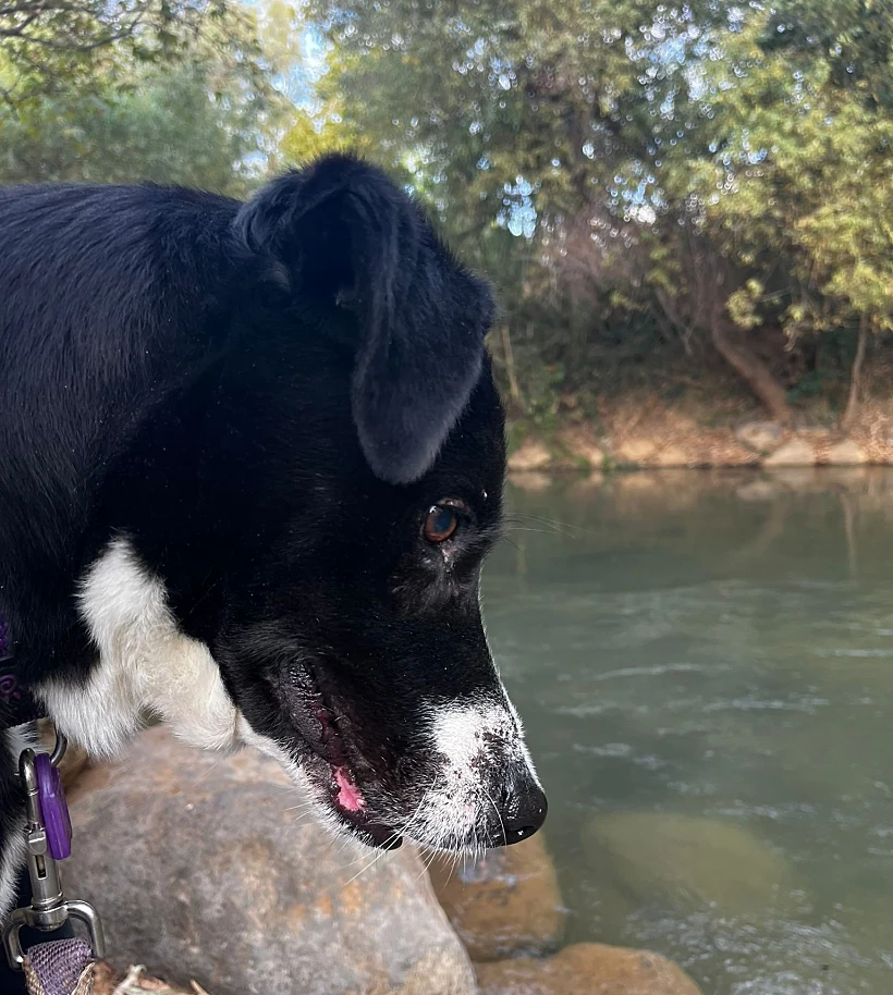 שון פוגש לראשונה נחל, במרחק הליכה מהבקתה בוילג' מלון מטיילים על הירדן