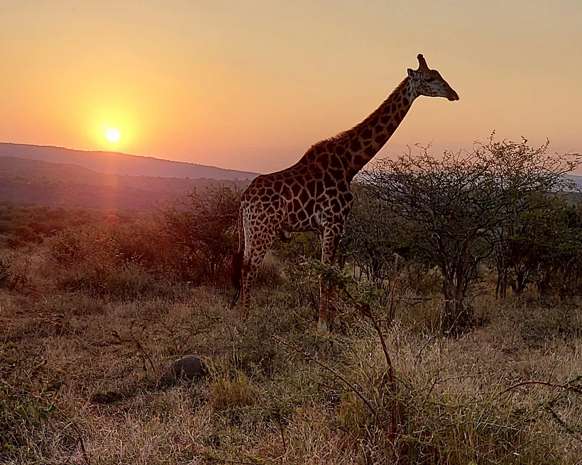 גירפות. דרום אפריקה. צילום: ניב ויערה - יםבעולם