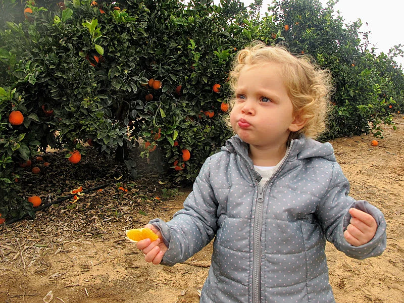 כייף בפרדס. צילום: עינב לנדאו