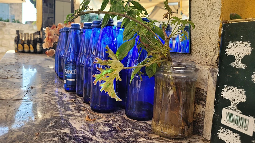 ינוקיס עין הוד