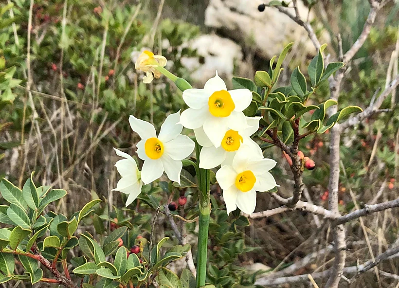 נרקיסים ברקית. צילום: שירלי טוקר