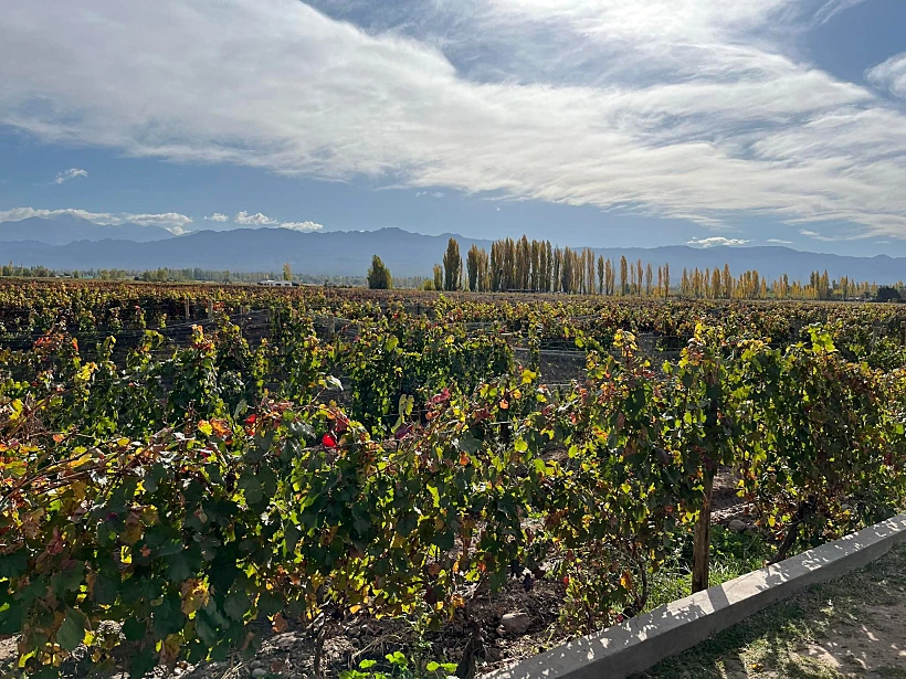 כרמים בארגנטינה. צילום: תומר טוקר